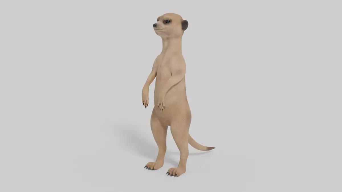 3D Meerkat Model Low-poly 3D model