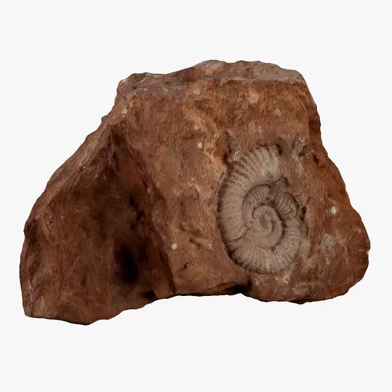 Fossil rock 3D model