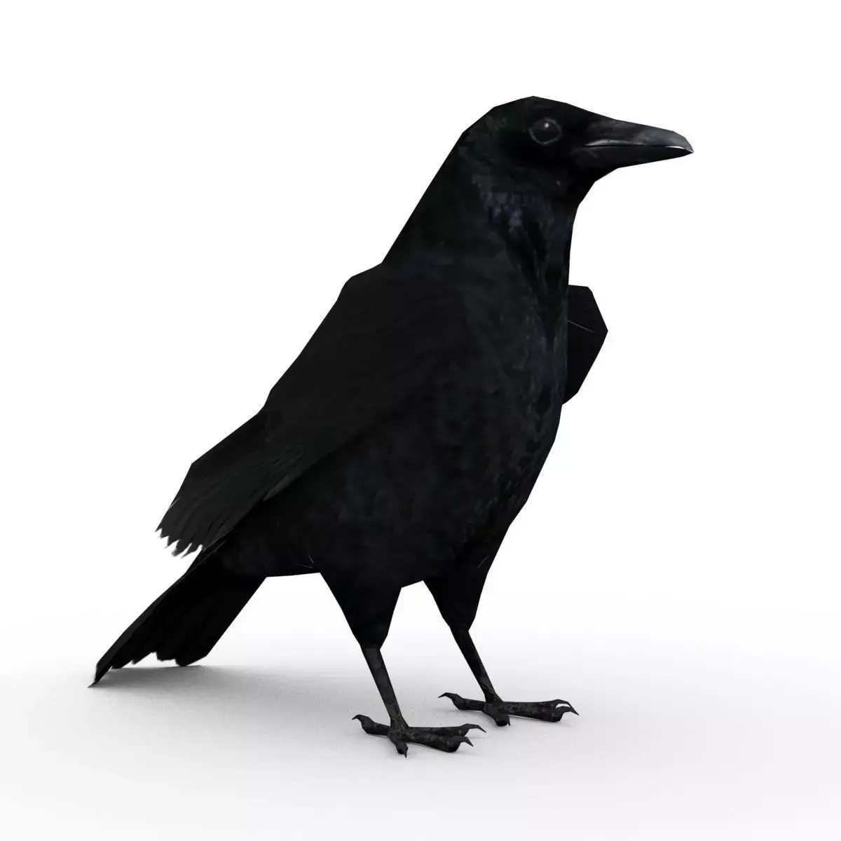 Carrion Crow Animated Low-poly 3D model