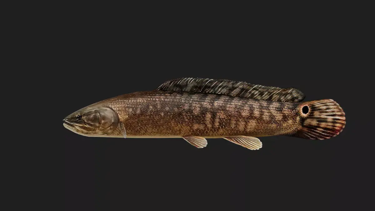Bowfin Low-poly 3D model