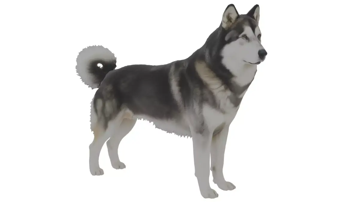 Alaskan Malamute Dog Low-poly 3D model