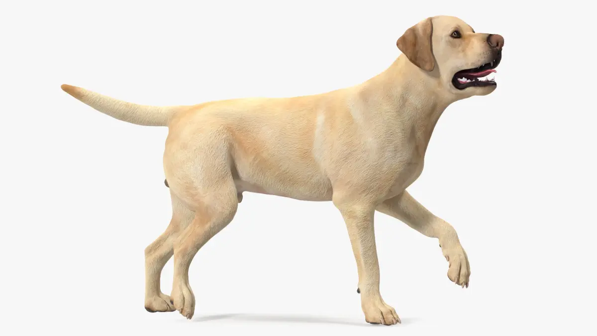 Labrador Dog White Walking 3D model