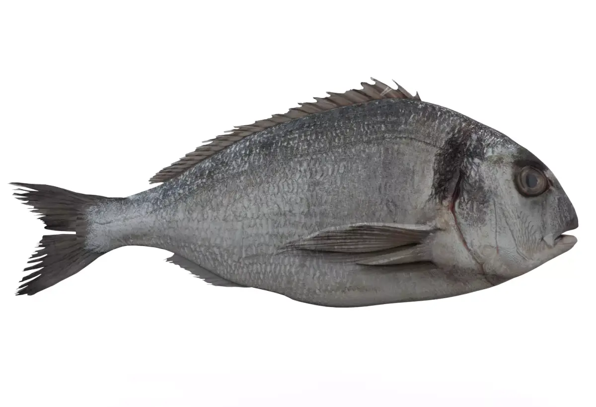 Gilt-head bream 3D model