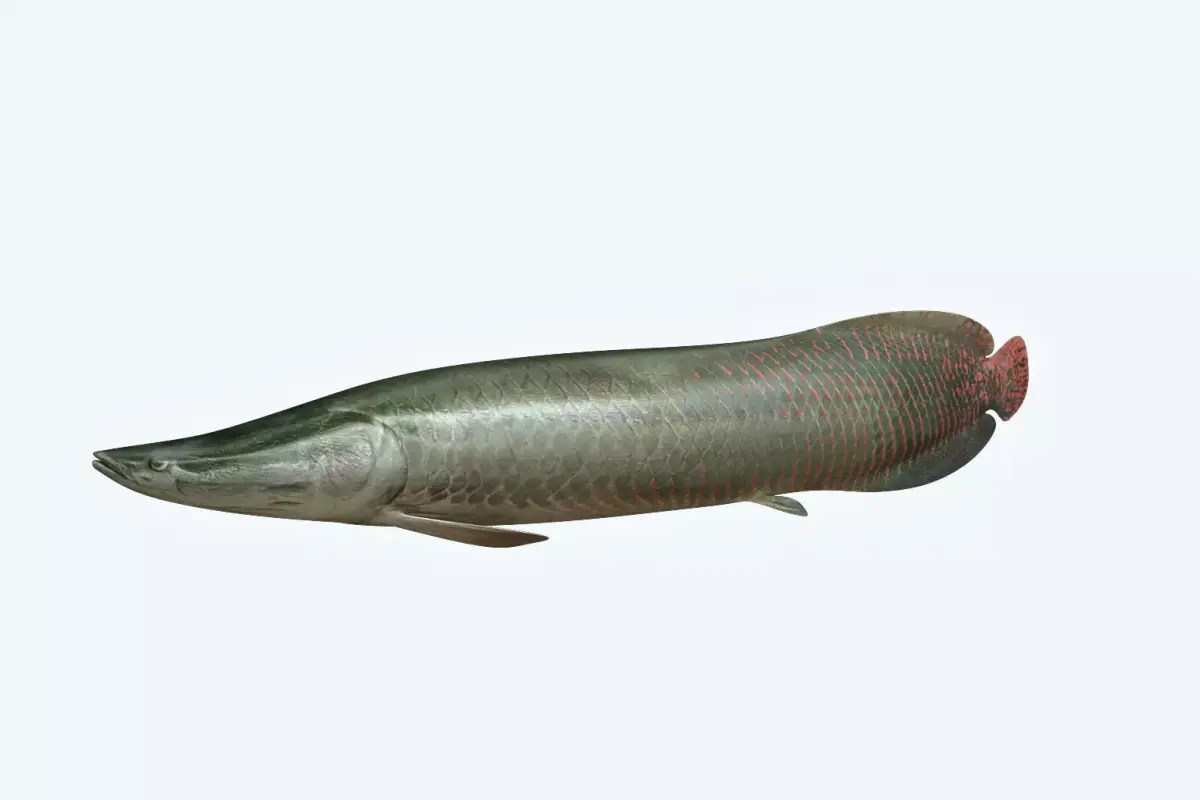 Arapaima Fish 3D model