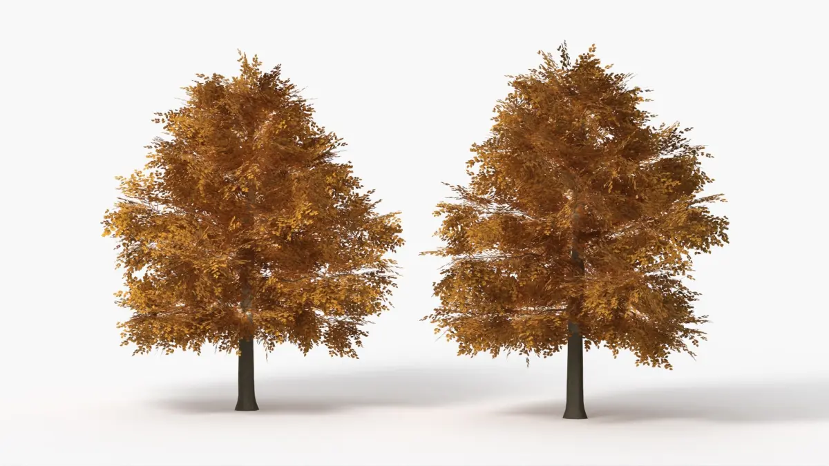 Lowpoly Realistic Autumn American Beech Tree 3D model