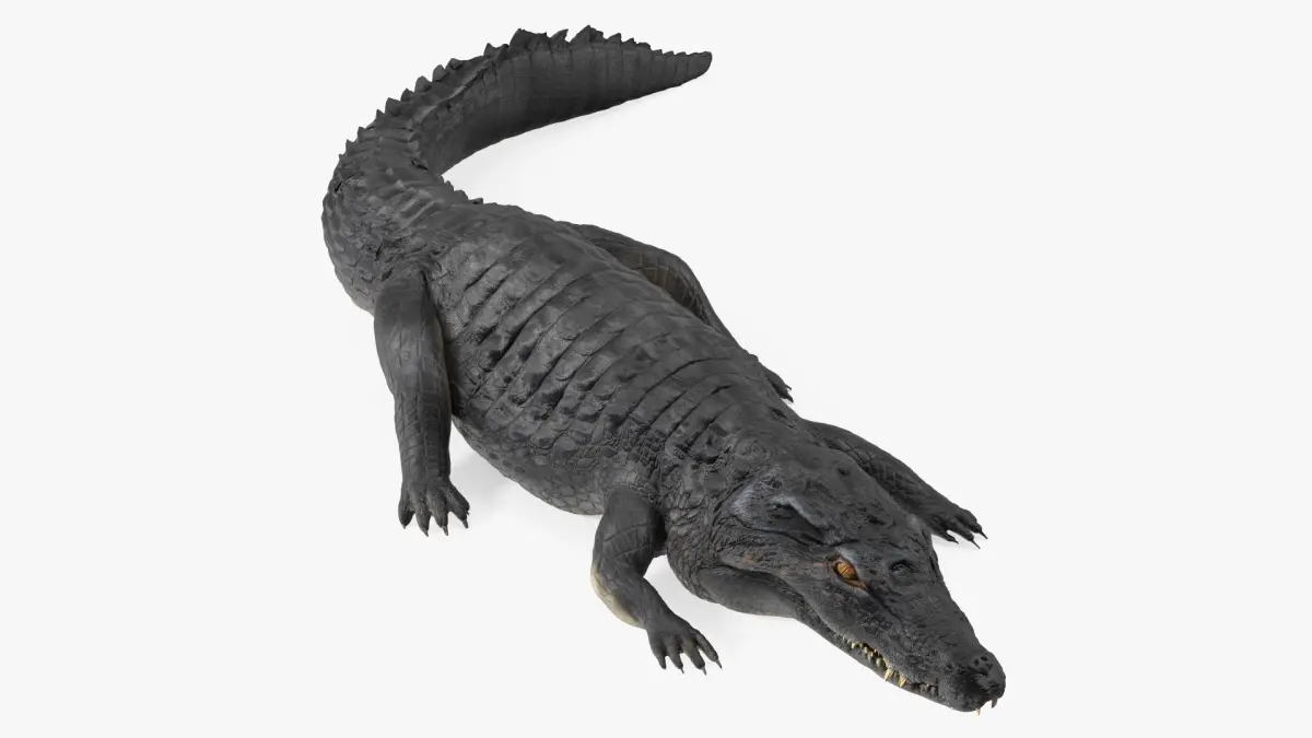 Crawling Black Caiman 3D model