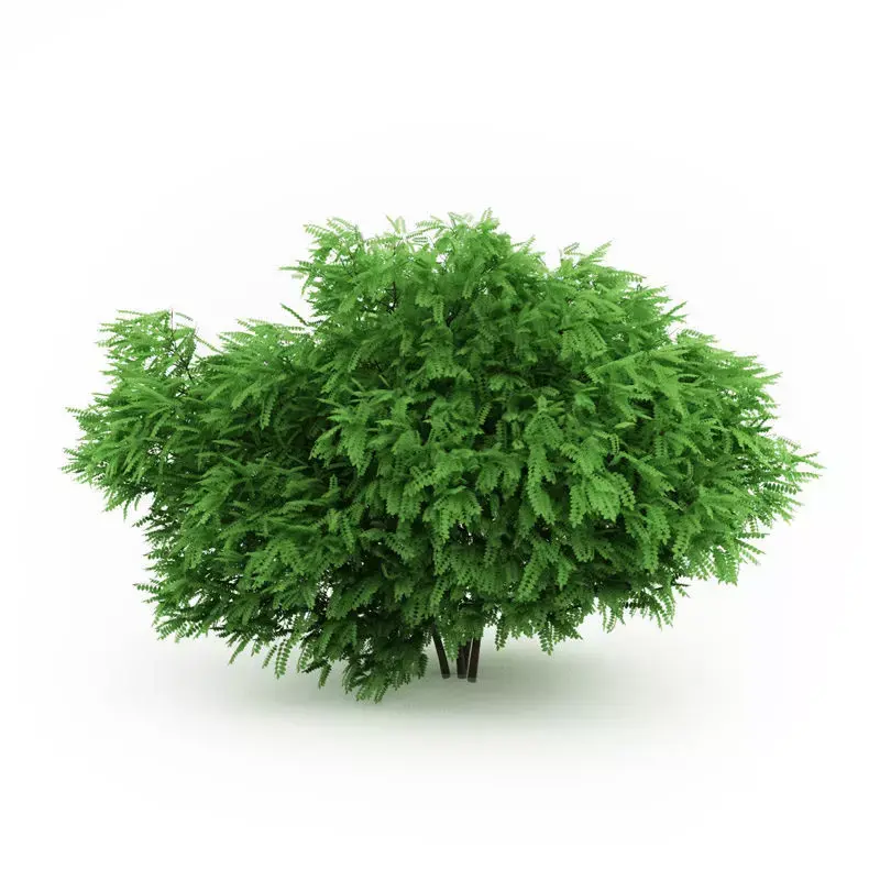 Desert False Indigo 3D model