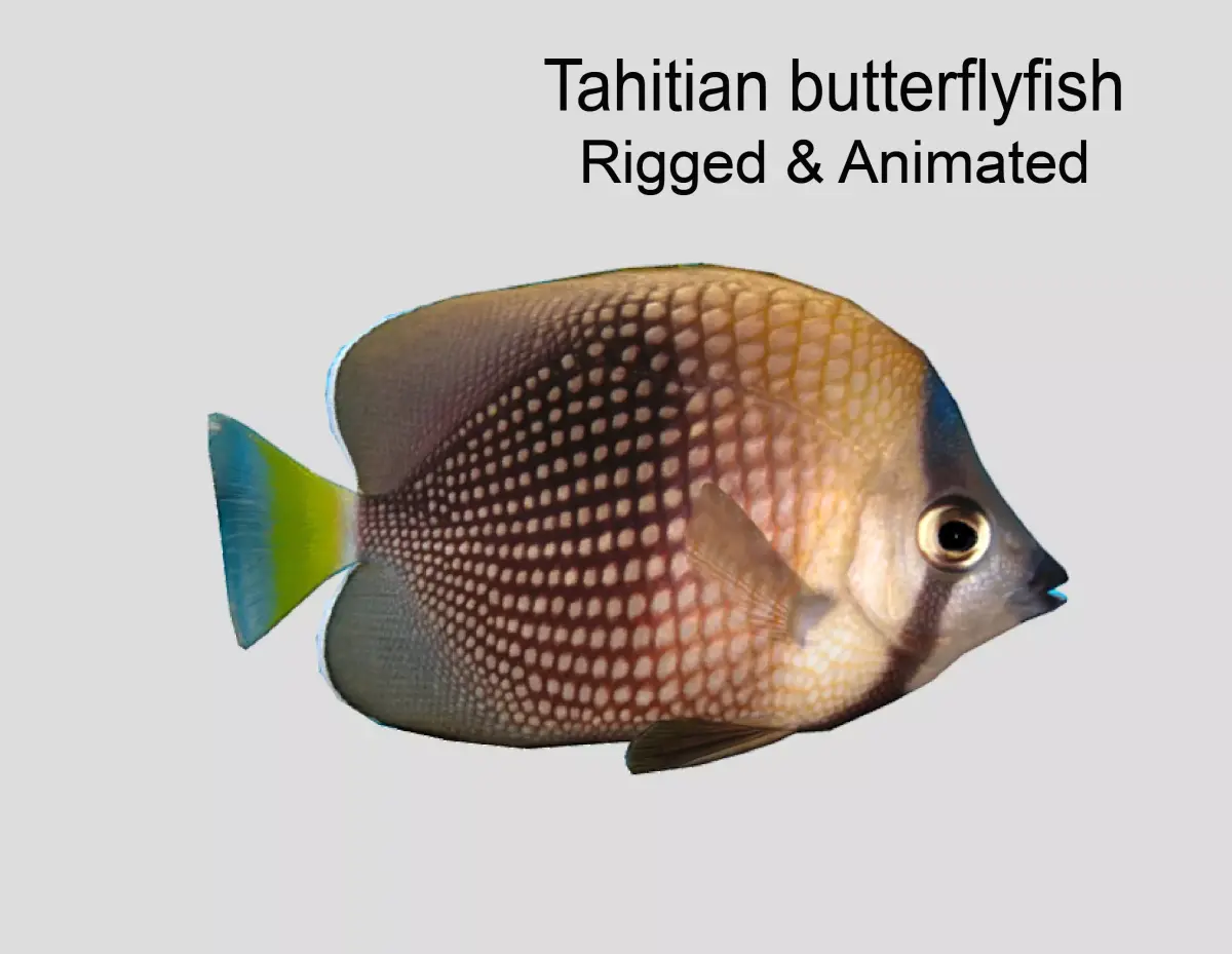 Tahitian butterflyfish Realistic Animated Low-poly 3D model
