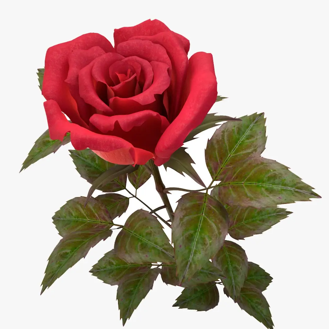 rose red_v_2 3D model