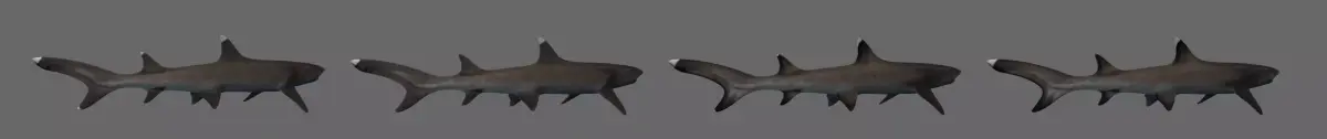 Whitetip Reef Shark Low-poly 3D model