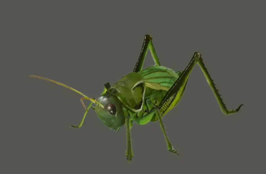 3D model   Grasshoppers    insect    maya 3D model