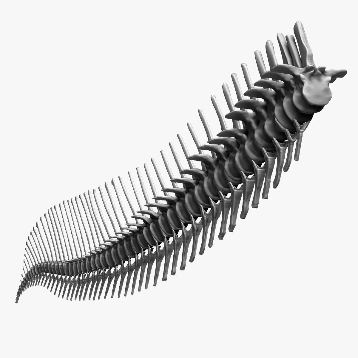 Dinosaur Spinosaurus 2020 version Tail Set Skeletons Sculpt 3D model