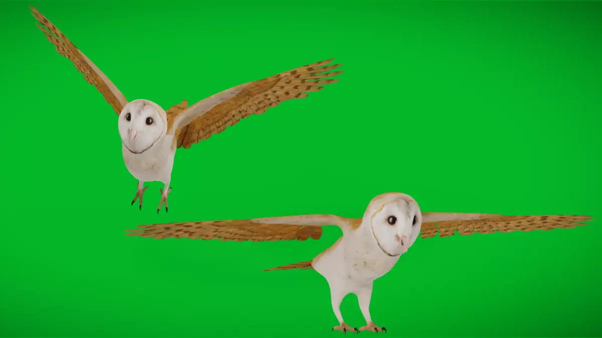 Asian Barn Owl Bird Low-poly 3D model