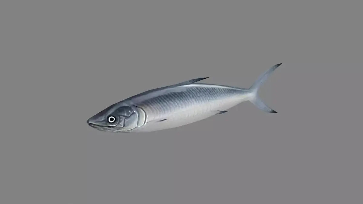 Cartoon Pacific saury Low-poly 3D model