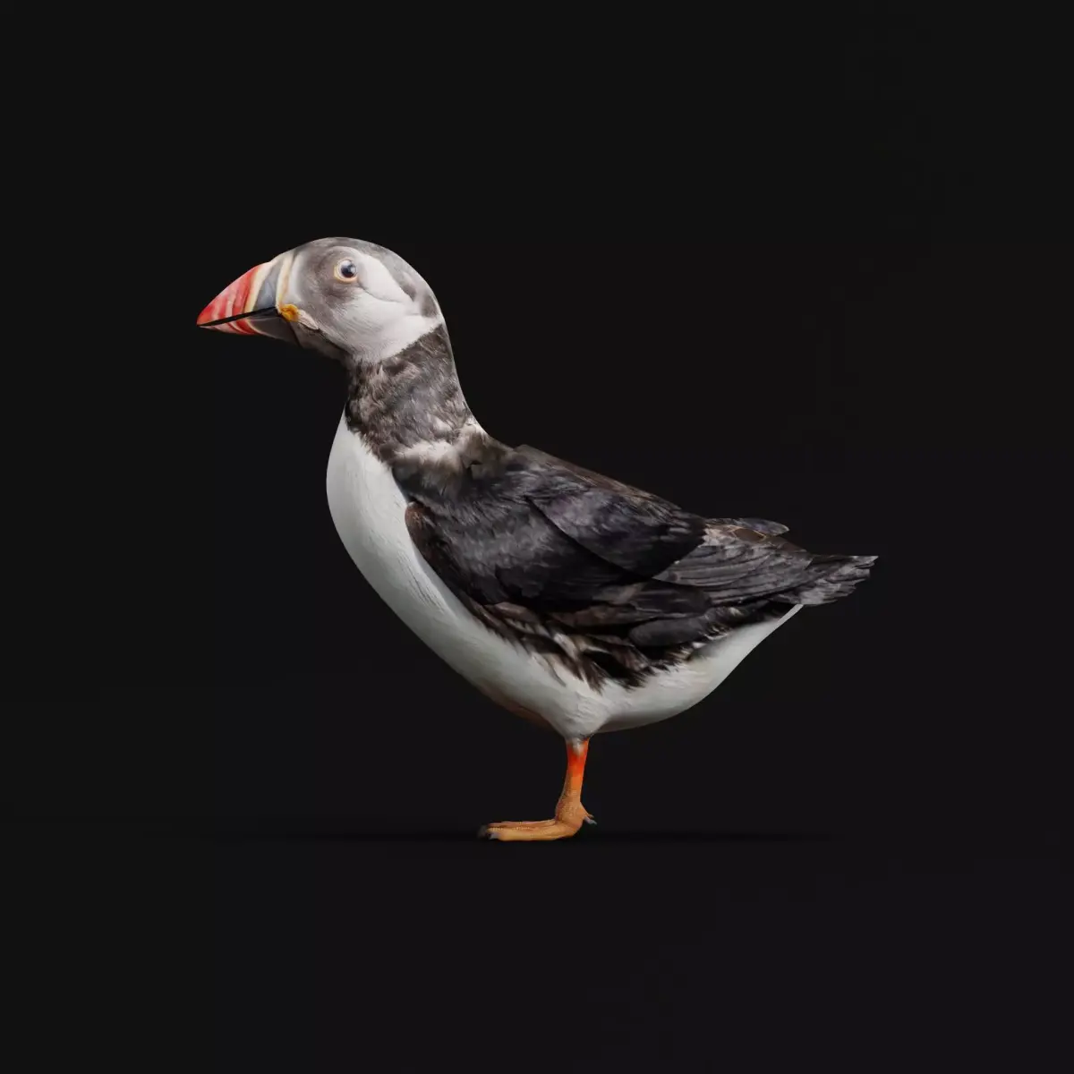 Atlantic Puffin Seabird Low-poly 3D model