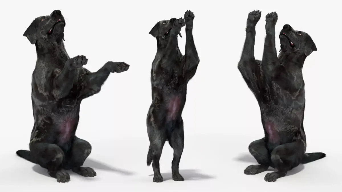 Black Begging Labrador Dog Fur Animated Rigged for Cinema 4D 3D model purchase