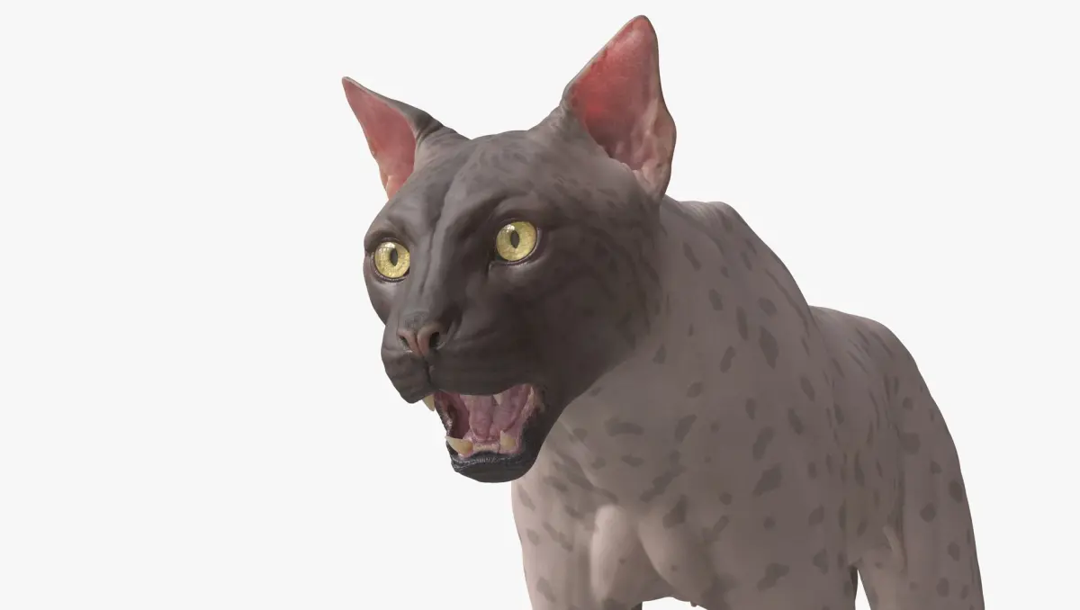 Groom Ready Iberian Lynx with Texture Maps Animation Topology UDIMs Bones and Muscles 3D model