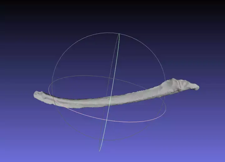 Psittacosaurus Left Dorsal Rib 2 Free 3D print model