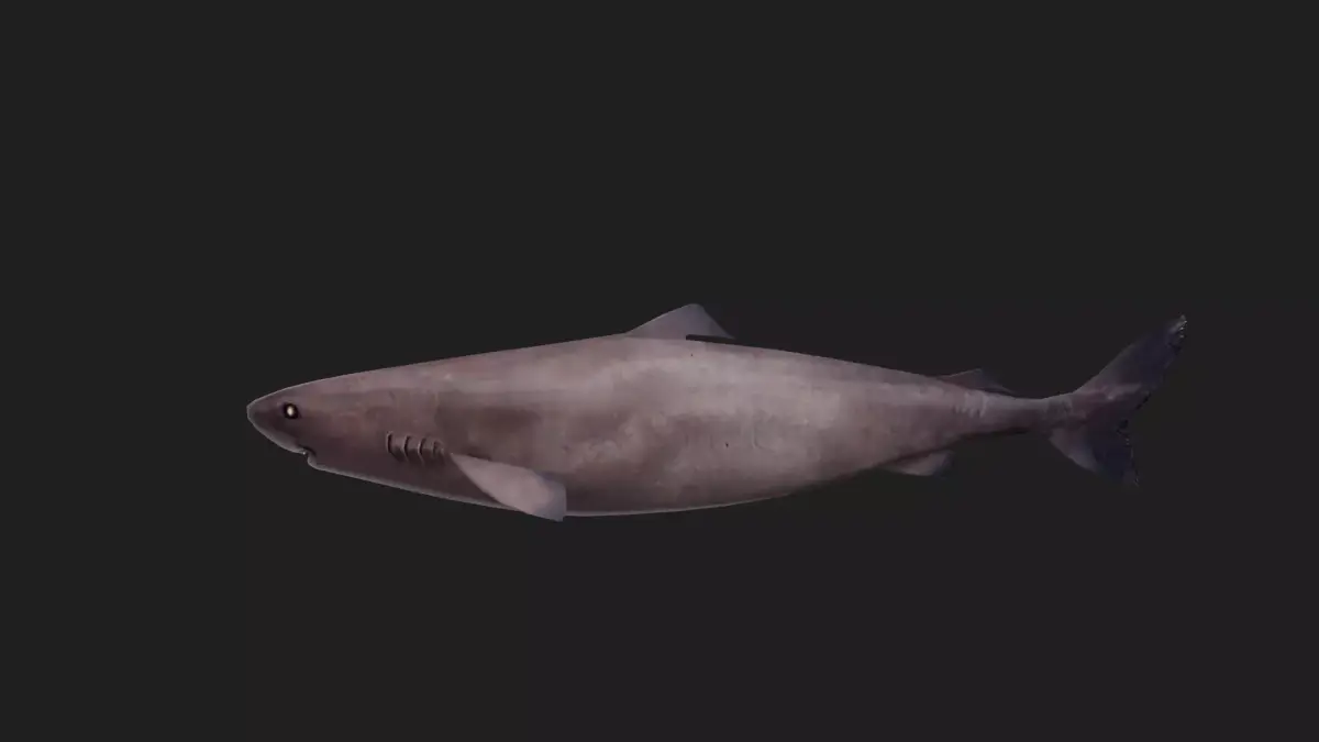 Shark Low-poly 3D model 21