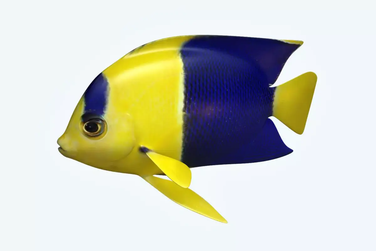 Anglefish 6 angelfish 3D model
