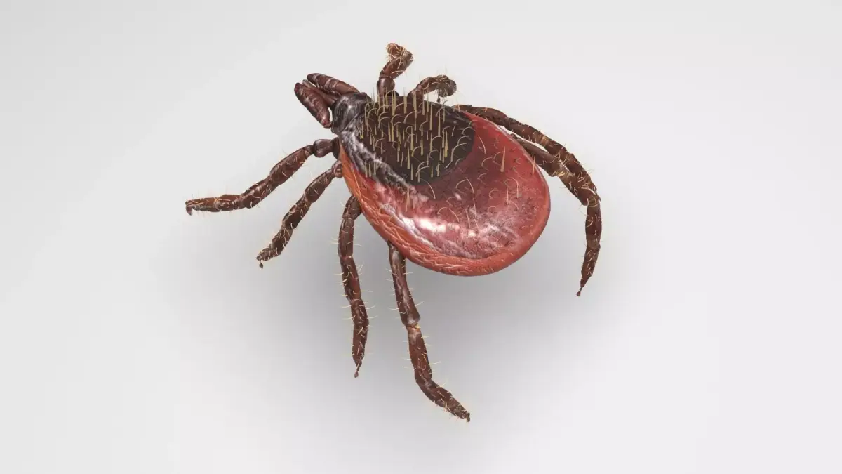 Tick Insect 3D model