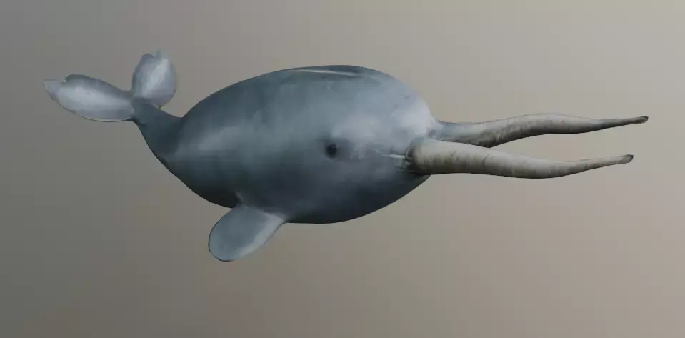 Narwhal with two tusks 3D model