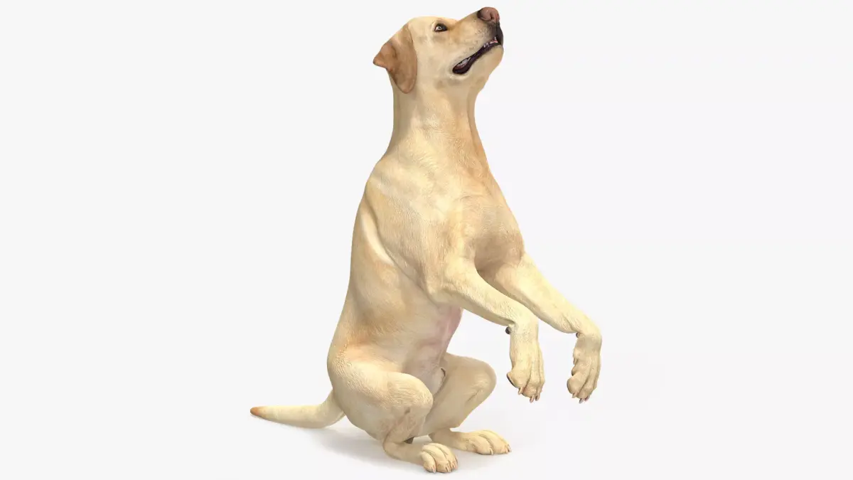 Begging White Labrador Dog Pose Animated Rigged for Cinema 4D 3D model purchase