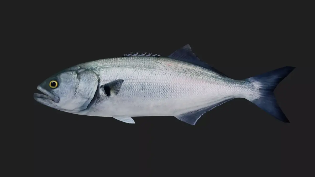 Bluefish Low-poly 3D model