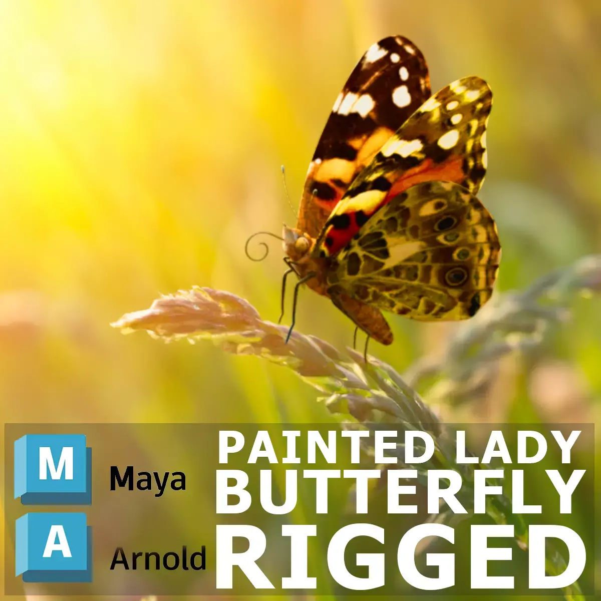 Painted Lady - Butterfly Rig 3D model