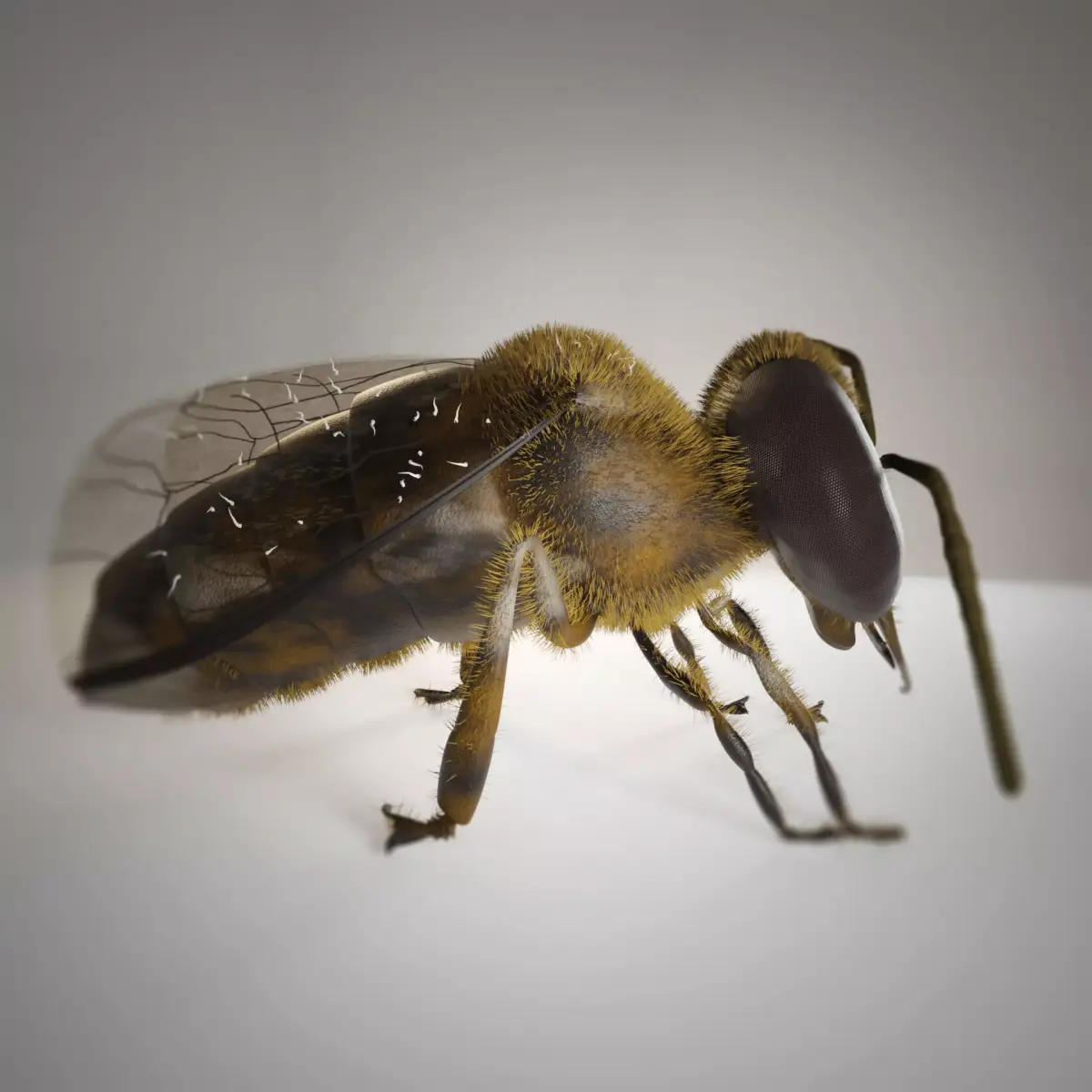 Asian hornet bee 3D model
