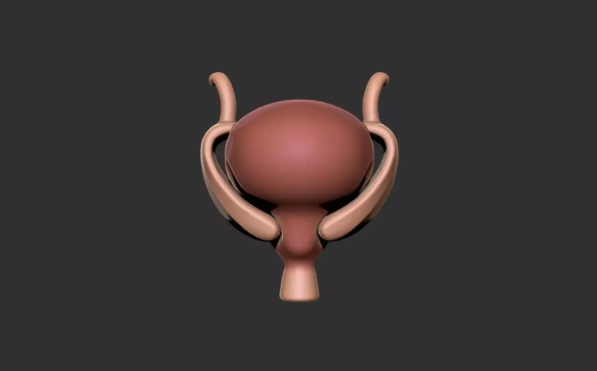 bladder human anatomy organ 3D print model