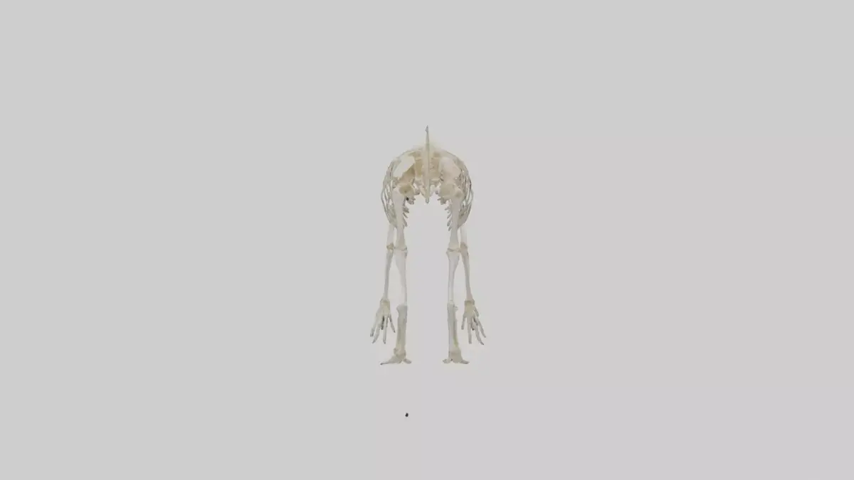 Deltadromeus Skeleton model Low-poly 3D model