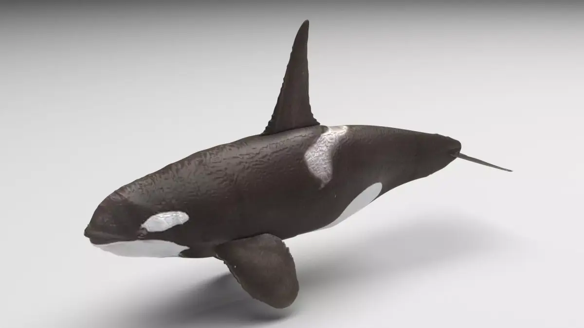 Ornicus Orca Whale 3D model
