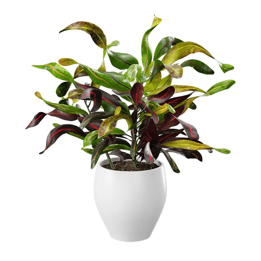  Mammy Croton Plant Potted Plant Model  order