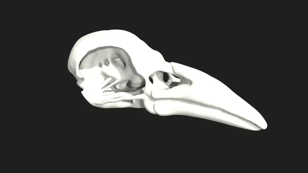crow skull Low-poly 3D model