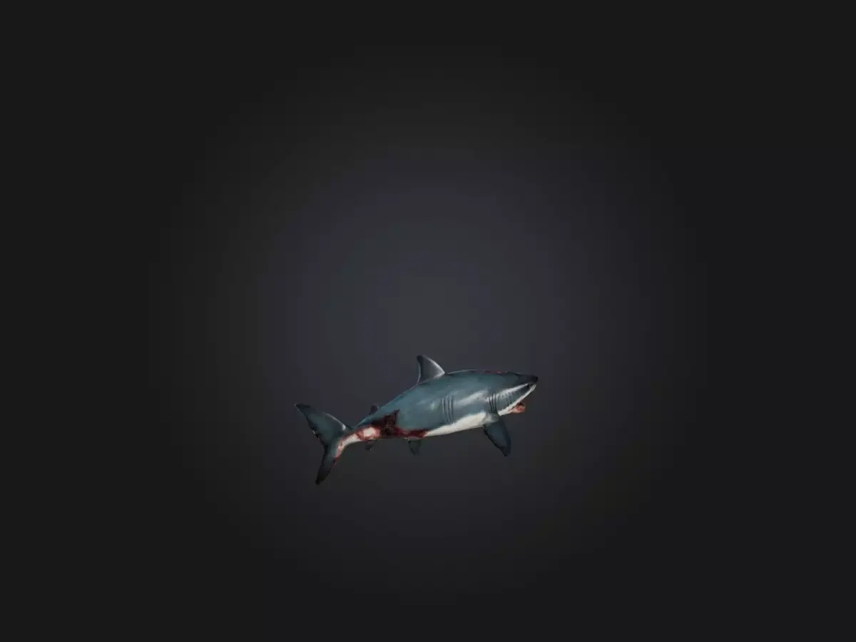 Realistic Wounded Shark Model Low-poly 3D model