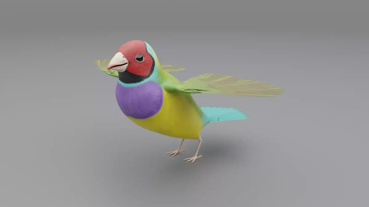 3D Gouldian Finch Model 3D model