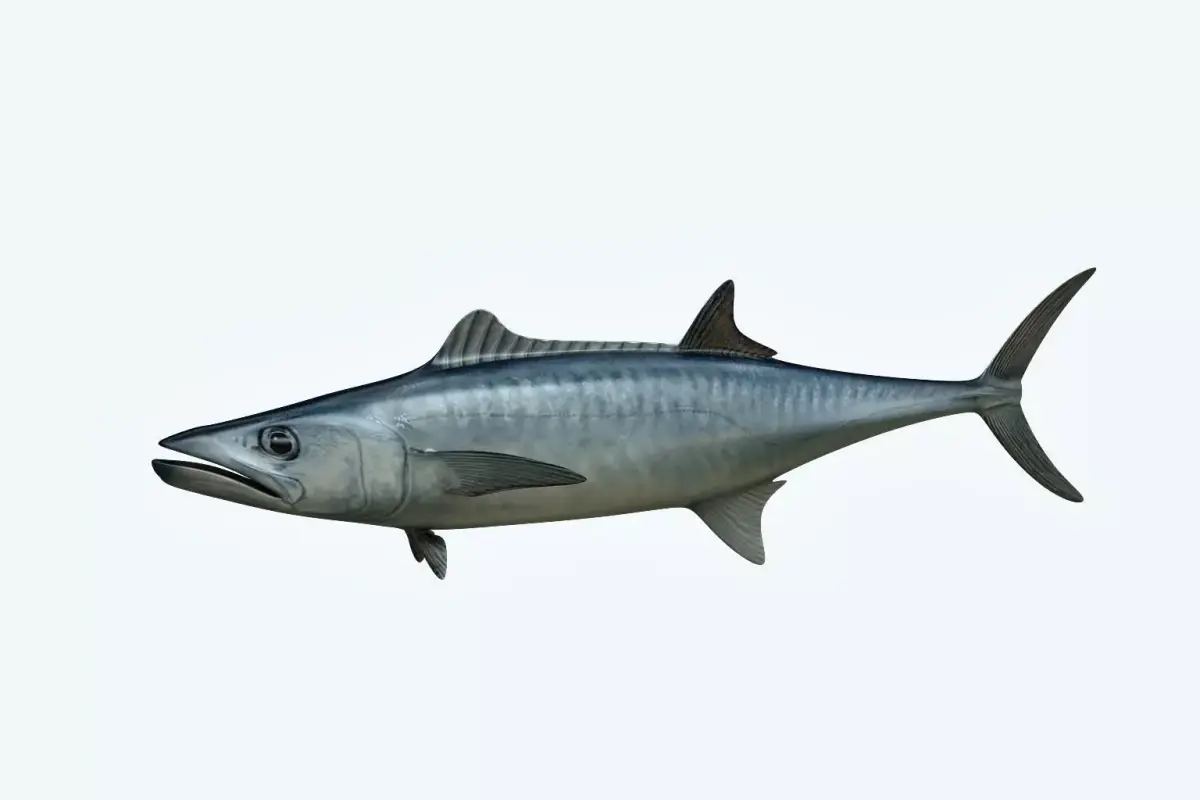 King Mackerel 3D model