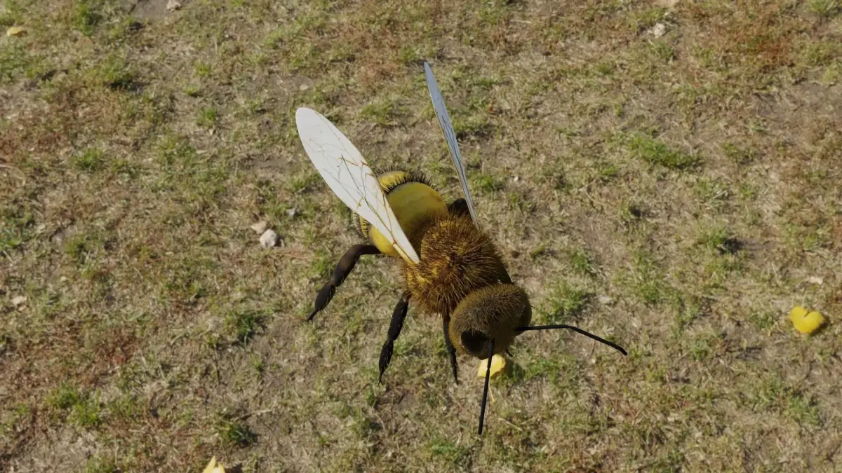 Bee photorealistic  3D model Low-poly 3D model