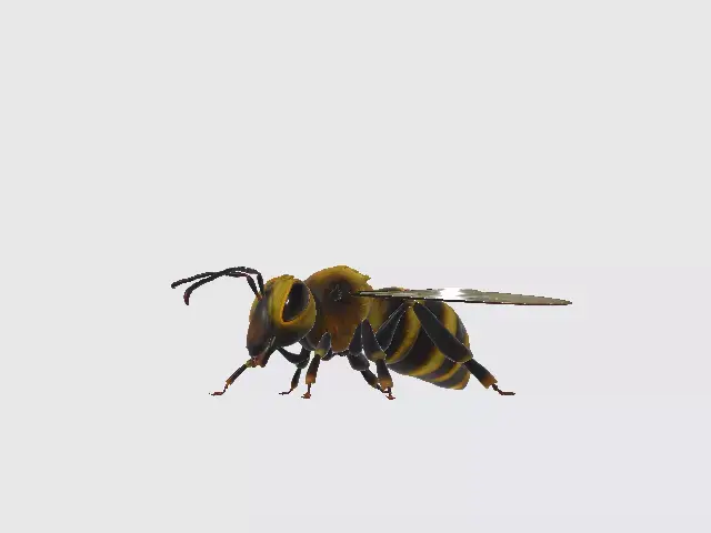 Honey Bee  Low-poly 3D model