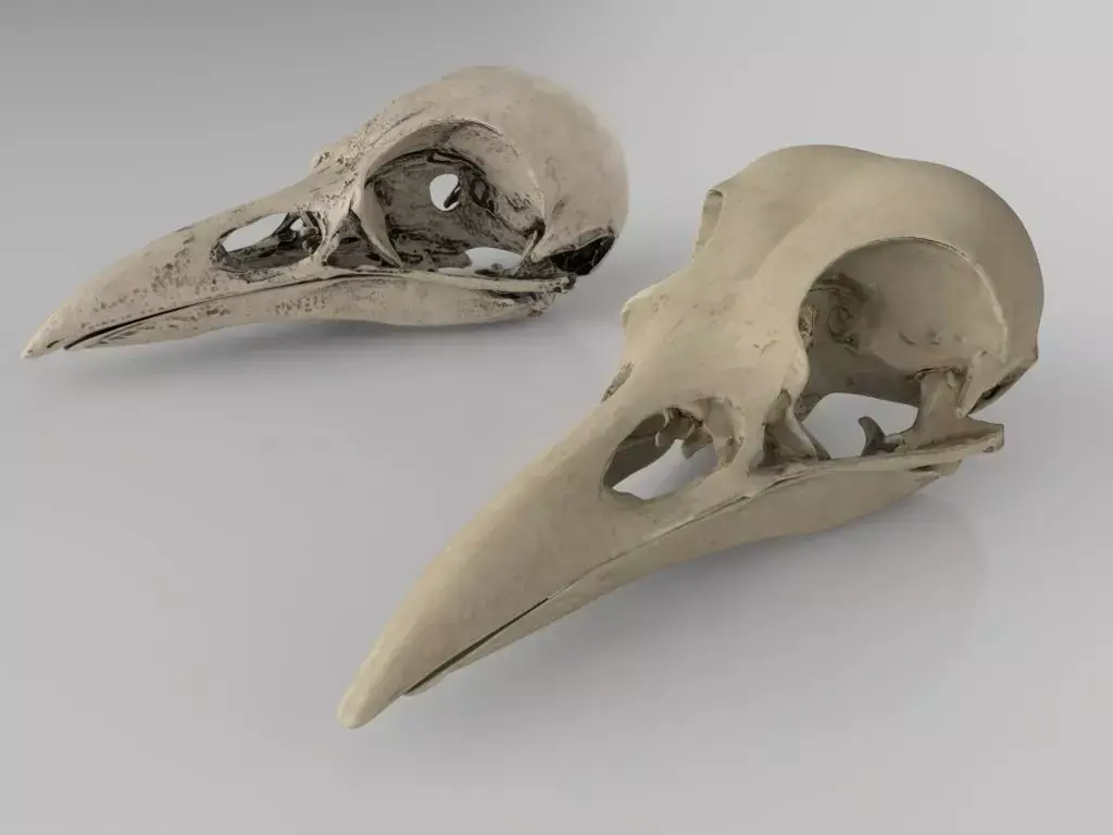 Raven skull  3D model
