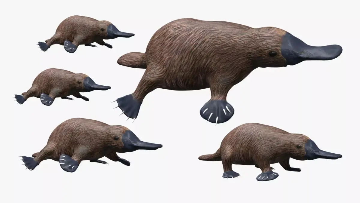 Platypus koala Low-poly 3D model