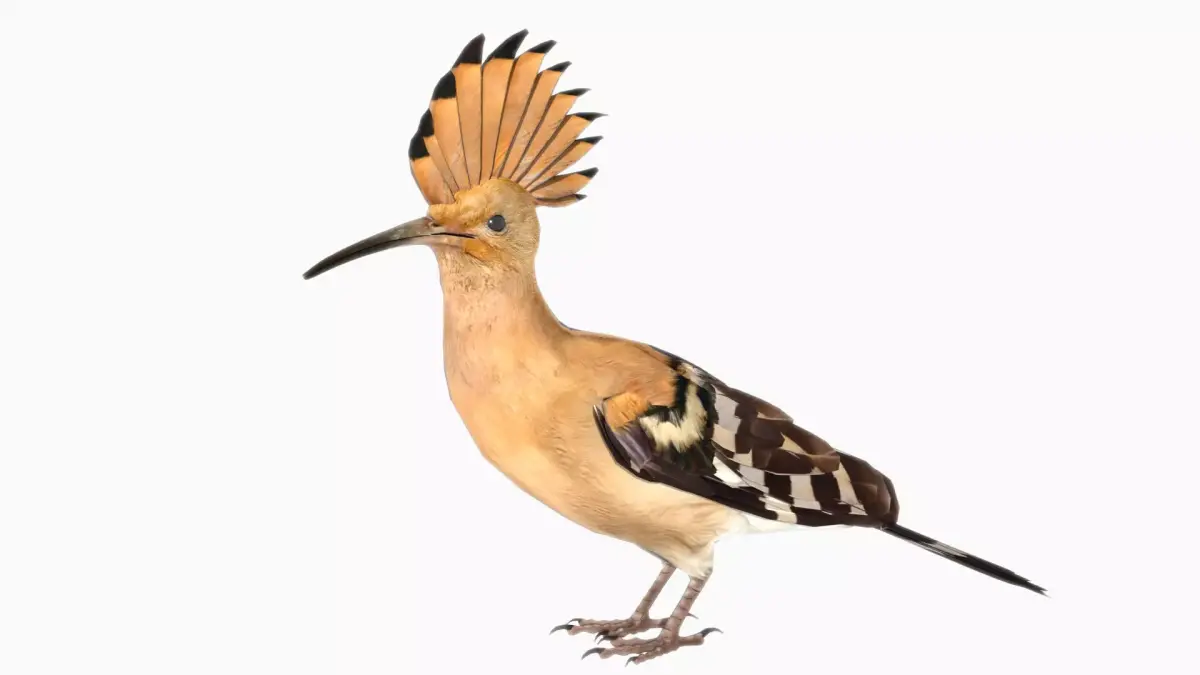 Hoopoe Low-poly 3D model