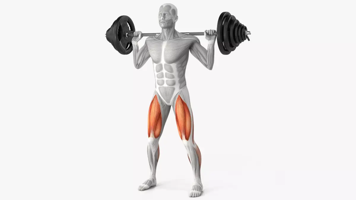 Male Muscular System Anatomy Squats 3D model purchase