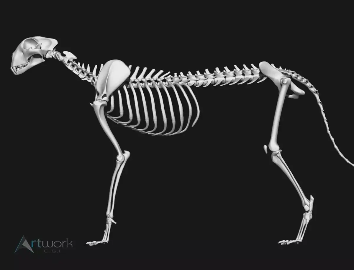 Cheetah Skeleton 3D model