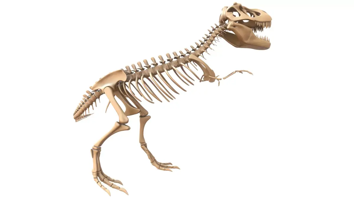 T-rex Skeleton 3D model order