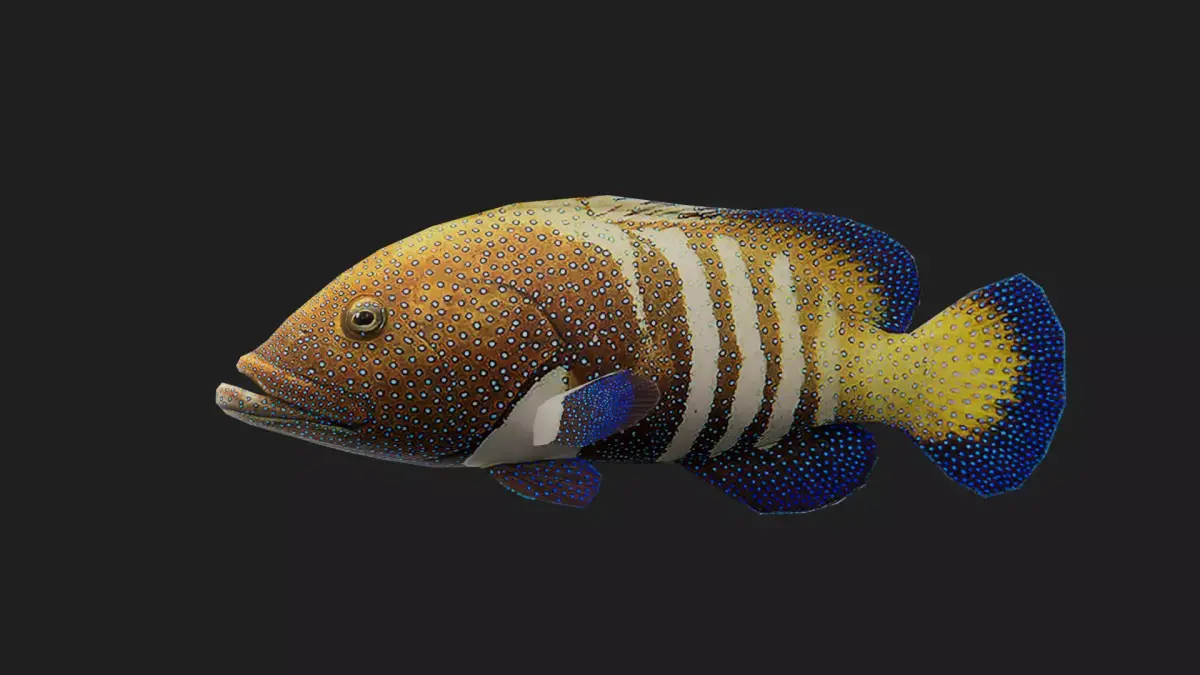 Fish Grouper Low-poly 3D model purchase
