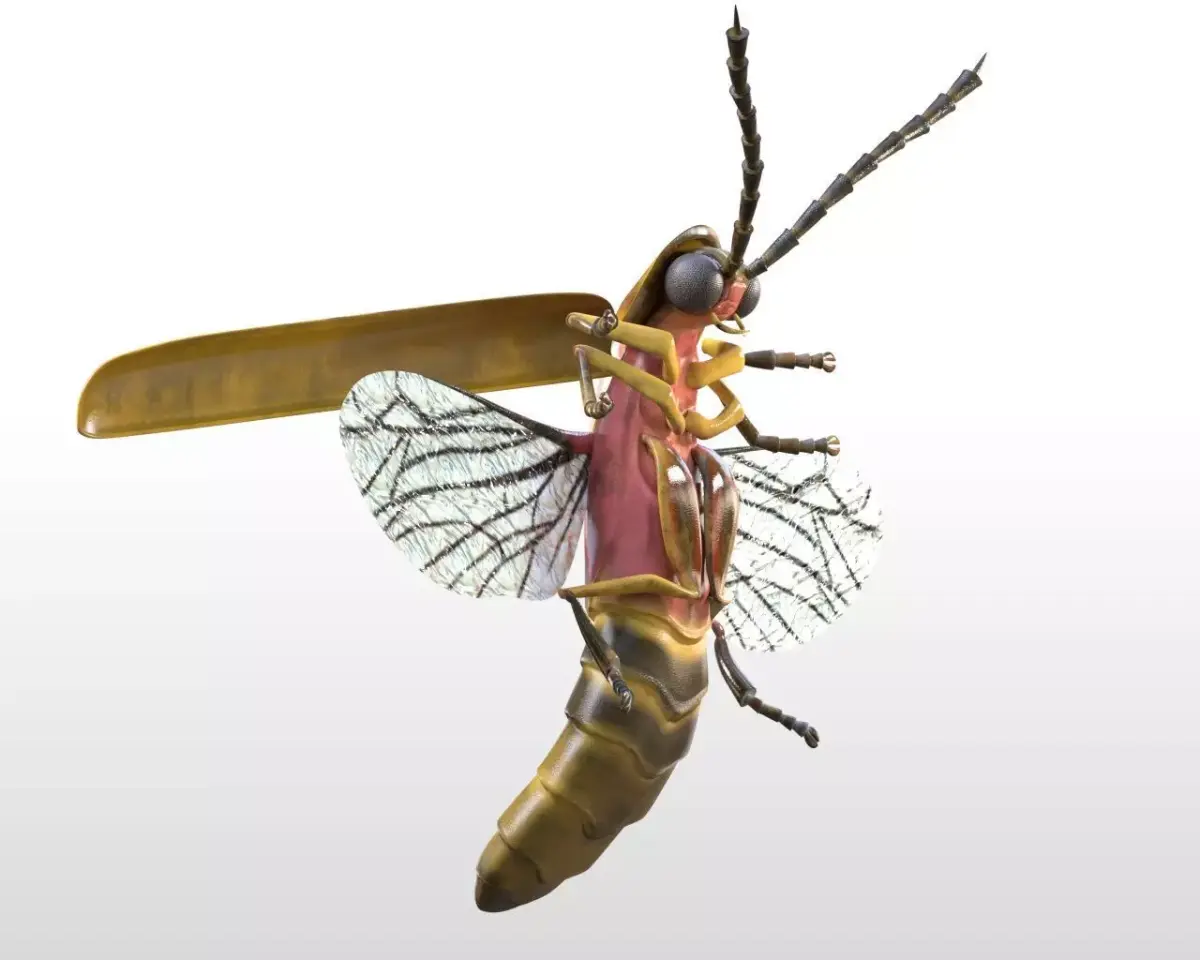 Firefly Insect Low-poly 3D model