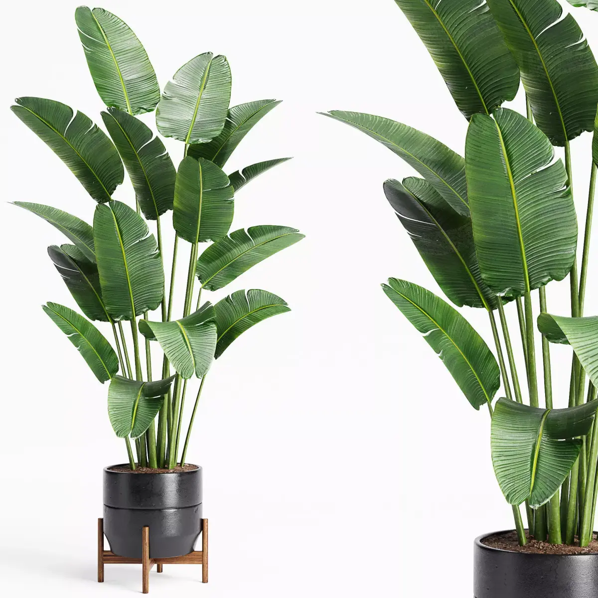 Indoor Plants 23-Bird of paradise 3D model