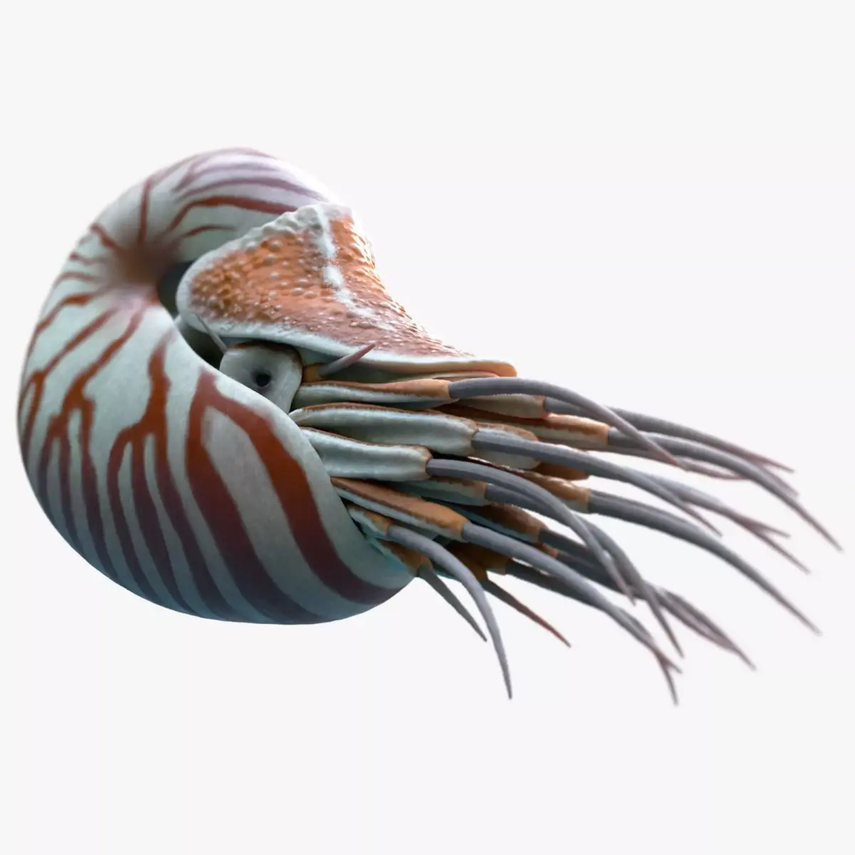 Nautilus belauensis Static Low-poly 3D model